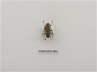 藏品(白縞天牛)的圖片